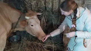 Моя первая коровка и самая первая в жизни дойка!!!