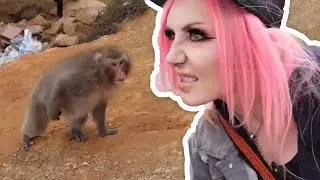 PeachJars reaches the top of Monkey Paw Mountain