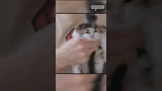 cutest way to hair dry your kitten 🐱💈 #kitten #positivity
