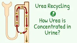 Urea Recycling | Role of Urea in Kidney | Urea Excretion | Urea Handling by Nephrons | Renal System