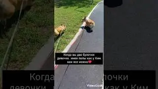 БУЛОЧКИ КОРГИ #shortsdog #corgi #dog #животные #pembroke #коргипемброк #коргищенки