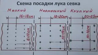 Схема посадки лука севка