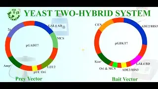 YEAST-TWO-HYBRID SYSTEM