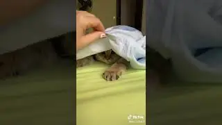 КОТЫ Е6АIIIАТ МЕ8??  #tiktok #коты #смех #коты #смех #смешныеживотные