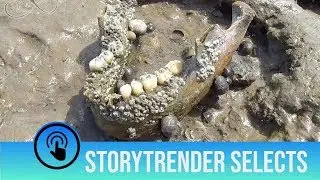 Human Bones Found on Deadman's Island | StoryTrender Selects