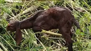 Kid of sirohi breed