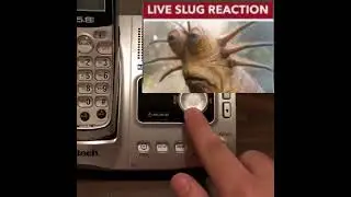 live slug reaction
