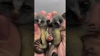 #animals