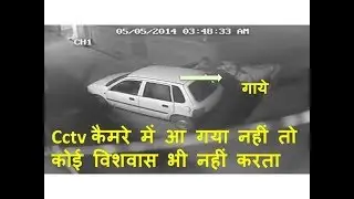 cctv Video  किस तरह चोर  गाय चोरी करके एक मारुती जेन कार में ले गए देखकर  हो जाओ हेरान