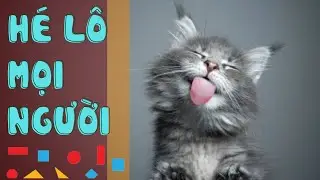Video hài hước nhạc chế về hình vuông, hình tròn, hình tam giác