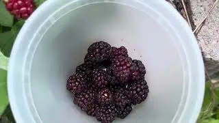 Foraging for boysenberries in our backyard