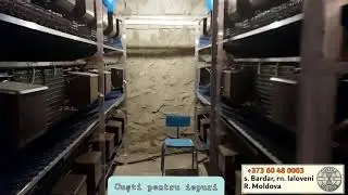 Custile lui Rata - montate in satul Porumbrei (50 femele + 6 masculi)