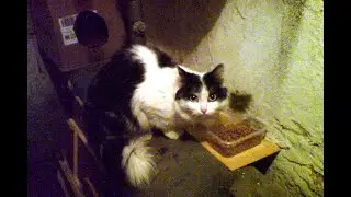 Подвальный котик.Дюша