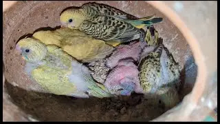 Adorable Budgie Babies || A Breeding Progress