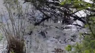 Carp Spawning