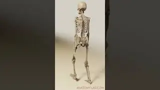 skeleton learns to walk bone and joint view (3D Animation) 