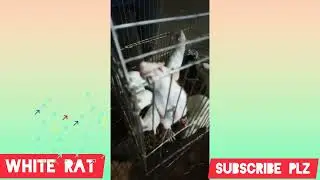 বিদেশি ইঁদুরের মেলায়।