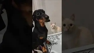 Ну граждане.. #такса #собака #кот #cat