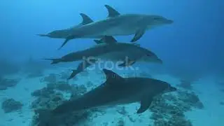⭐Wild dolphin⭐