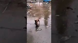 ¿Qué Hizo Este Hombre? 😲🐾