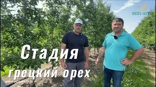 Обработки опытного участка по стадии грецкий орех