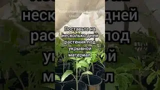 ☝️Это важно для рассады