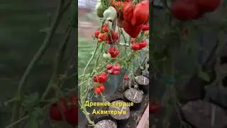 Древнее сердце Аквитерми , гигантские сердечки
