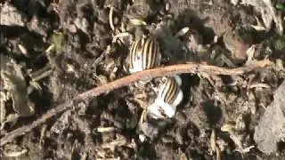 Beauveria bassiana против колорадского жука // Биологическое земледелие