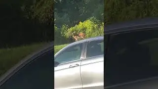A Deer