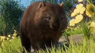 {PLANET ZOO} Common Wombat Habitat Build