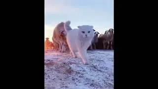 Кот во главе отары овец