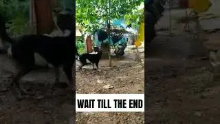 Blackie is in danger