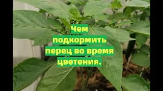 ПОДКОРМКА ПЕРЦА ВО ВРЕМЯ ЦВЕТЕНИЯ И НАЧАЛО ПЛОДОНОШЕНИЯ ДЛЯ УВЕЛИЧЕНИЯ УРОЖАЯ.
