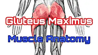 Gluteus Maximus|Muscle Anatomy|Origin Insertion Innervation|Blood Supply|Clinical Aspects