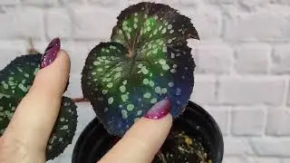 С наступающей Пасхой!