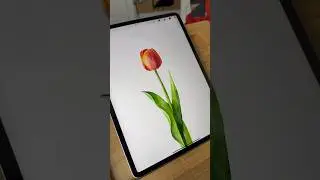 How to draw a watercolor flower in Procreate 