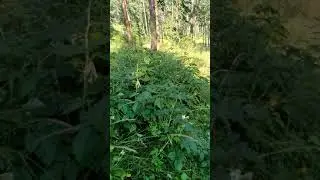 Дорога назад)