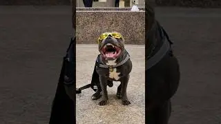 POR QUE MUDAM DE CALÇADA QUANDO EU PASSO? #pitbull #cachorro #pet #dog