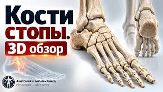 Кости стопы. Краткая анатомия в 3D. Остеология занятие #2.