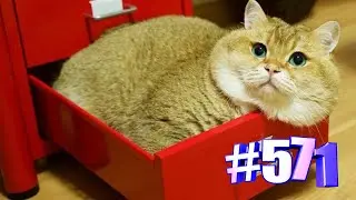 Минутка позитива с кошками😍😘🐱💯