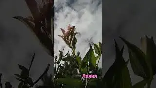 📹 Лилия в сентябре.
