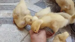 Relaxing entertainment video - Close up of gluttonous ducklings