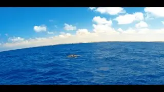دلافين ونورس مرسى مطروح Marsa Matrouh Dolphin and Sea Gull