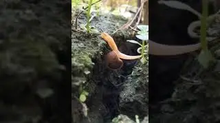 🐌 Пример того что трудности всегда можно преодолеть.

