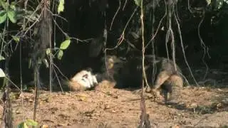 Pantanal Wildlife Center - Jaguar Research Center
