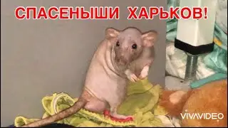 Спасённые КРЫСЫ ХАРЬКОВ на выгуле !