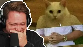 Every Cats Eyes Tells A Story (Discord Memes)