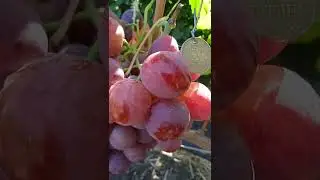 GF grapes Bodry.
