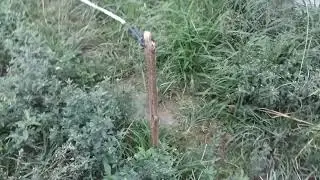 armando o visgo novamente pra pegar biquín