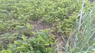 Клубника